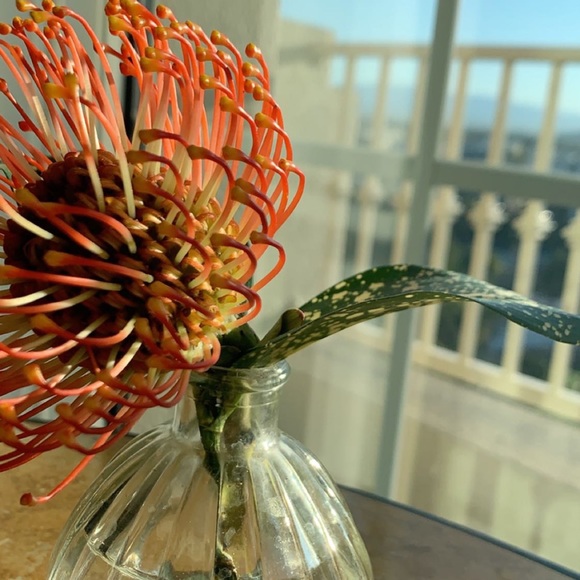 Meet your Posher, Yasmeen - Picture 1 of 1